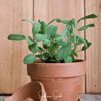 Seed Therapy | Kitchen Sage – 50 Seeds
