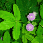 Seed Therapy | Sensitive Plant Mimosa – 50 Seeds – Responds When Touched