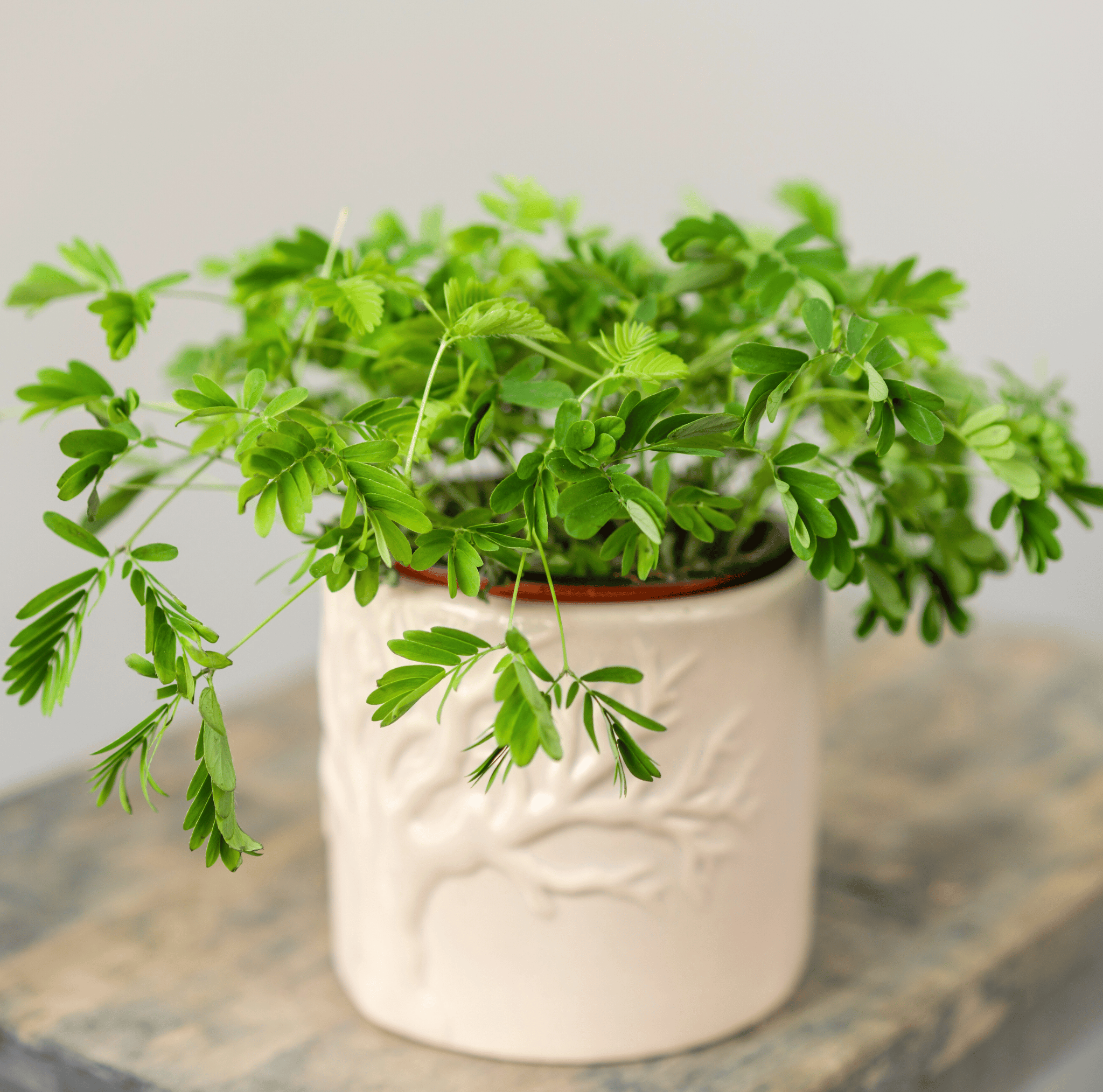 Seed Therapy | Sensitive Plant Mimosa – 50 Seeds – Responds When Touched