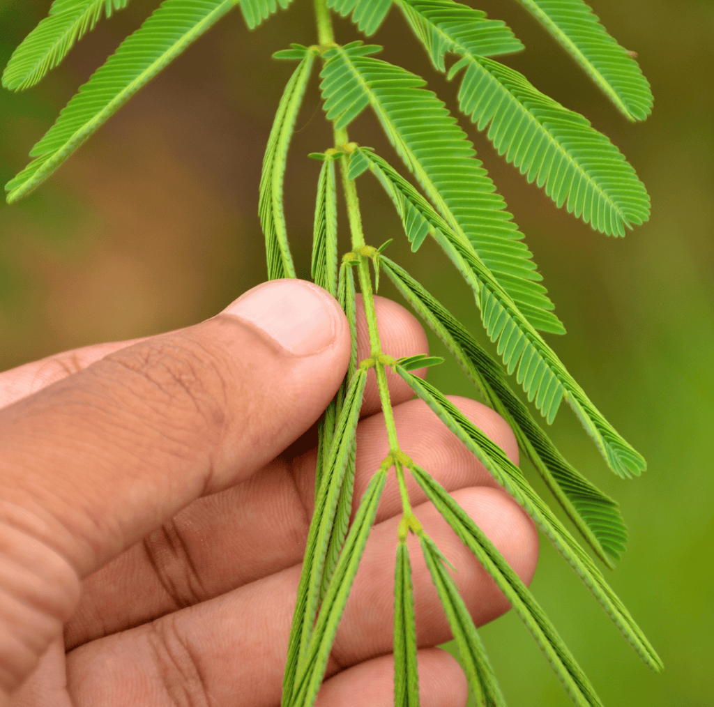 Seed Therapy | Sensitive Plant Mimosa – 50 Seeds – Responds When Touched