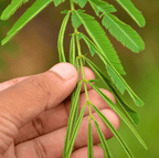 Seed Therapy | Sensitive Plant Mimosa – 50 Seeds – Responds When Touched