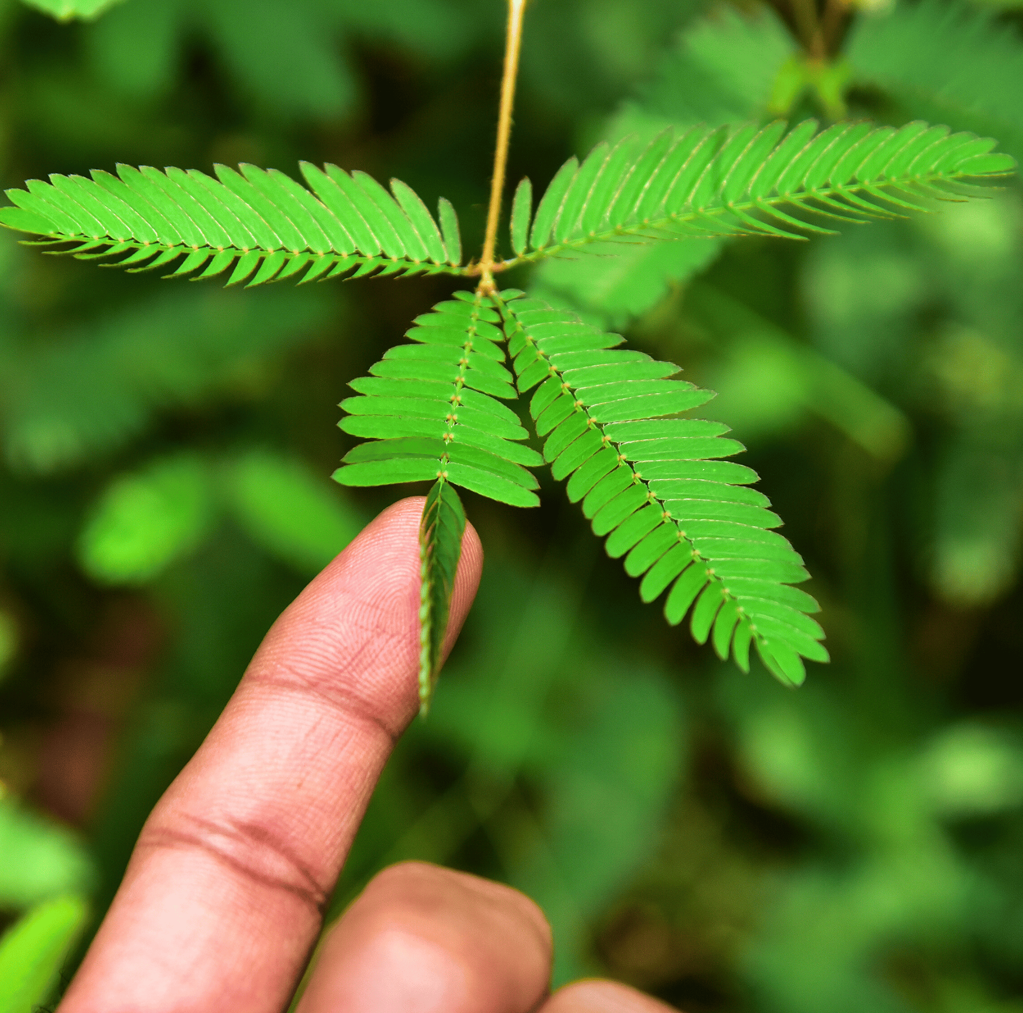 Seed Therapy | Sensitive Plant Mimosa – 50 Seeds – Responds When Touched