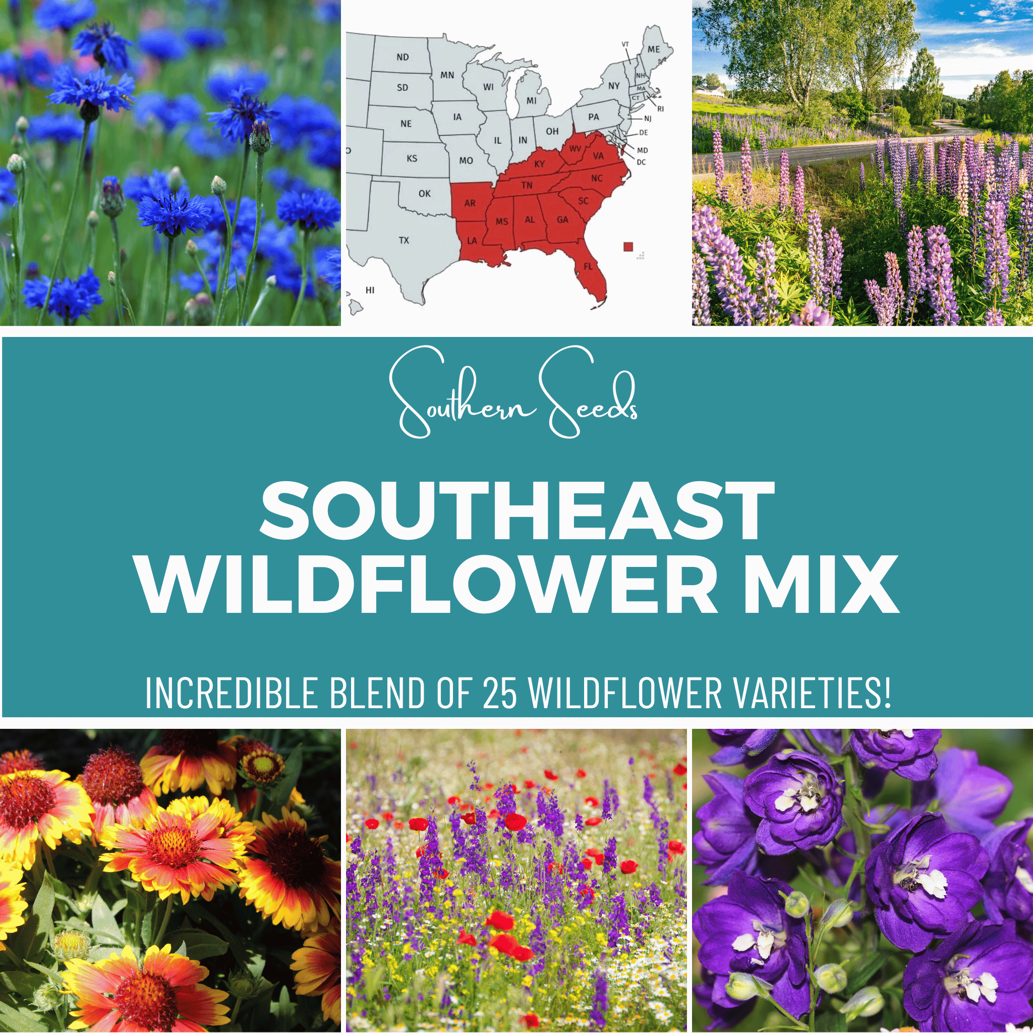 Seed Therapy | Southeast Wildflower Seed Mix (24 Varieties) – 1,000 Seeds