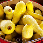 Seed Therapy | Early Prolific Straightneck Squash – 25 Seeds