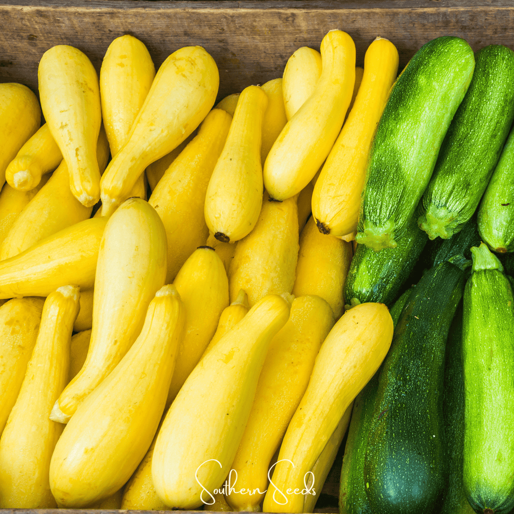 Seed Therapy | Early Prolific Straightneck Squash – 25 Seeds