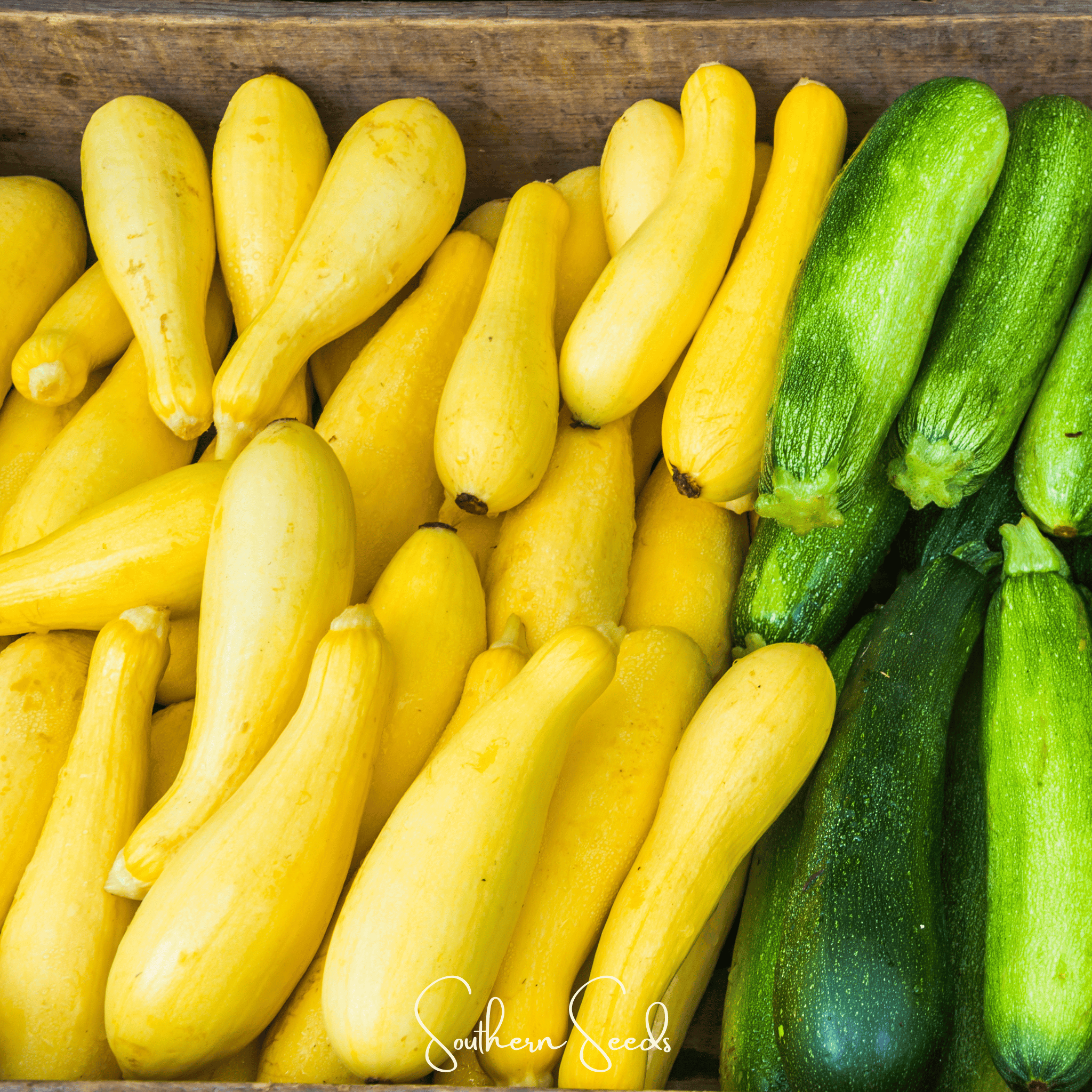 Seed Therapy | Early Prolific Straightneck Squash – 25 Seeds
