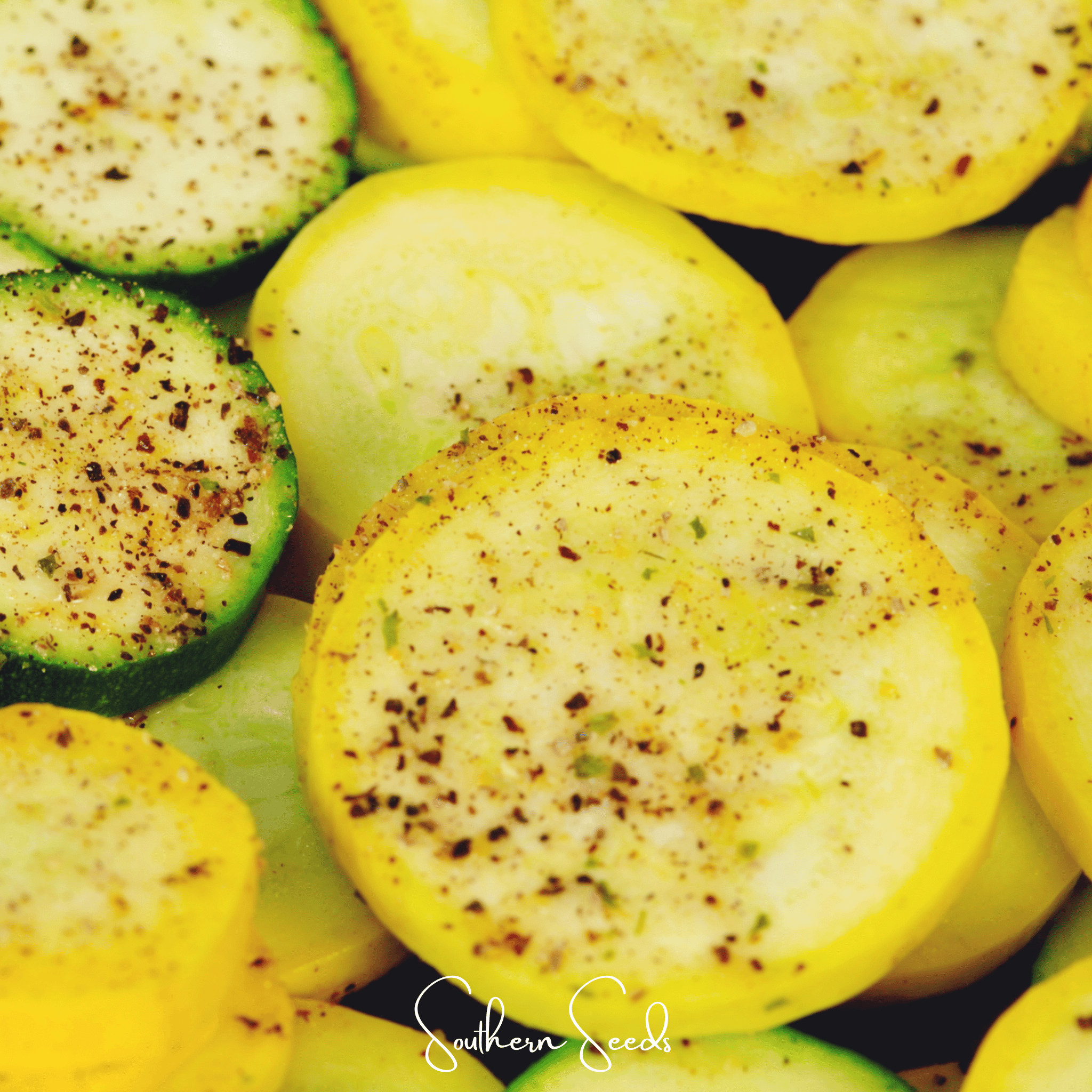 Seed Therapy | Early Prolific Straightneck Squash – 25 Seeds