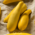 Seed Therapy | Early Prolific Straightneck Squash – 25 Seeds
