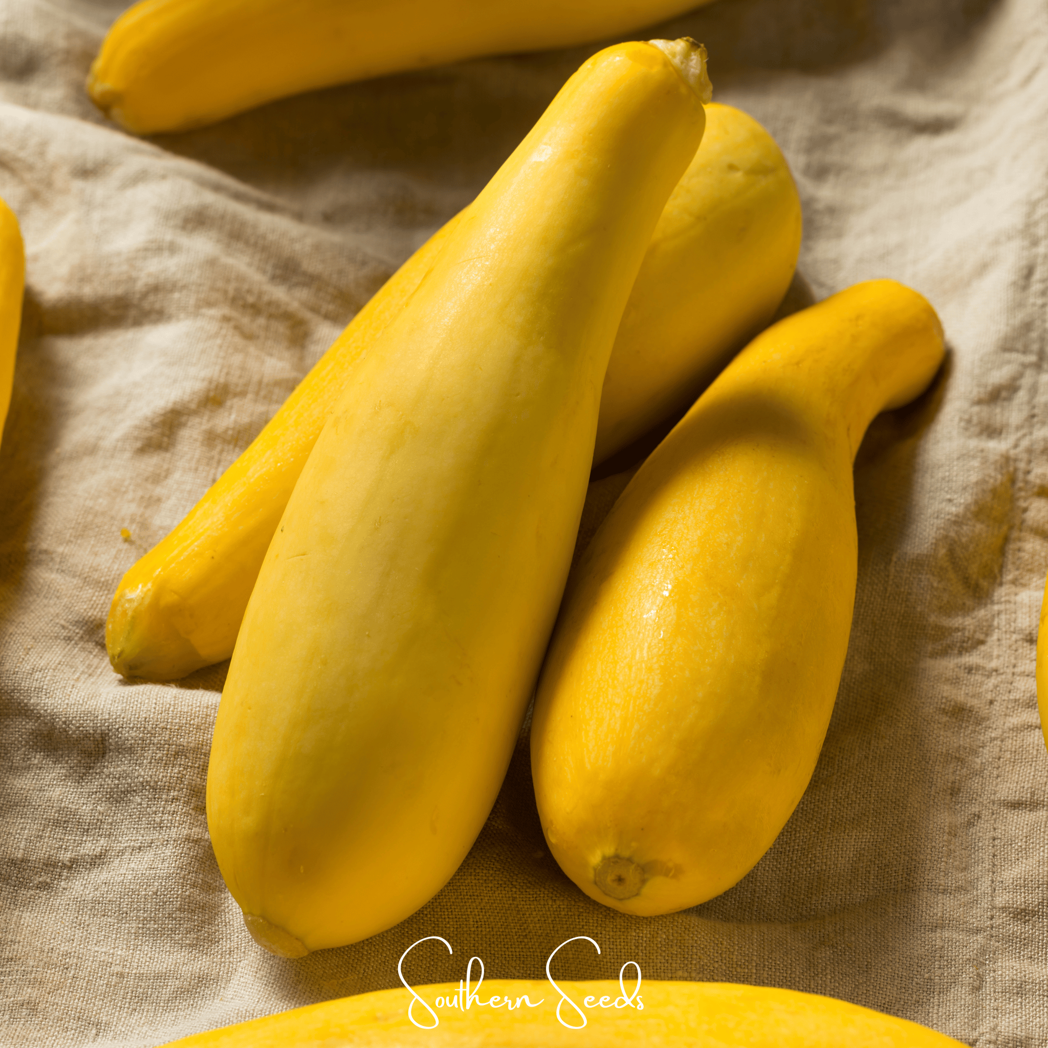 Seed Therapy | Early Prolific Straightneck Squash – 25 Seeds