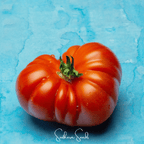 Seed Therapy | Red Brandywine Tomato –  50 Seeds