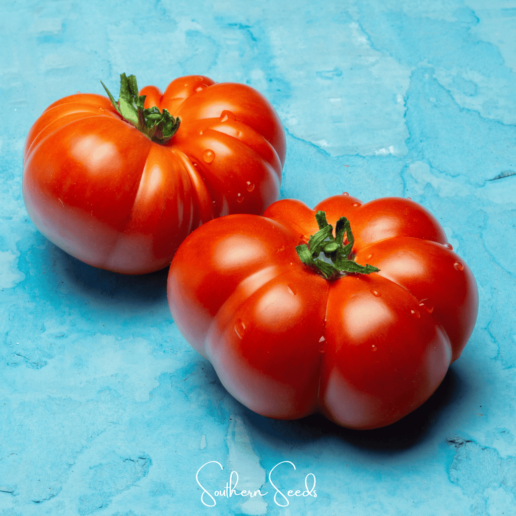 Seed Therapy | Red Brandywine Tomato –  50 Seeds