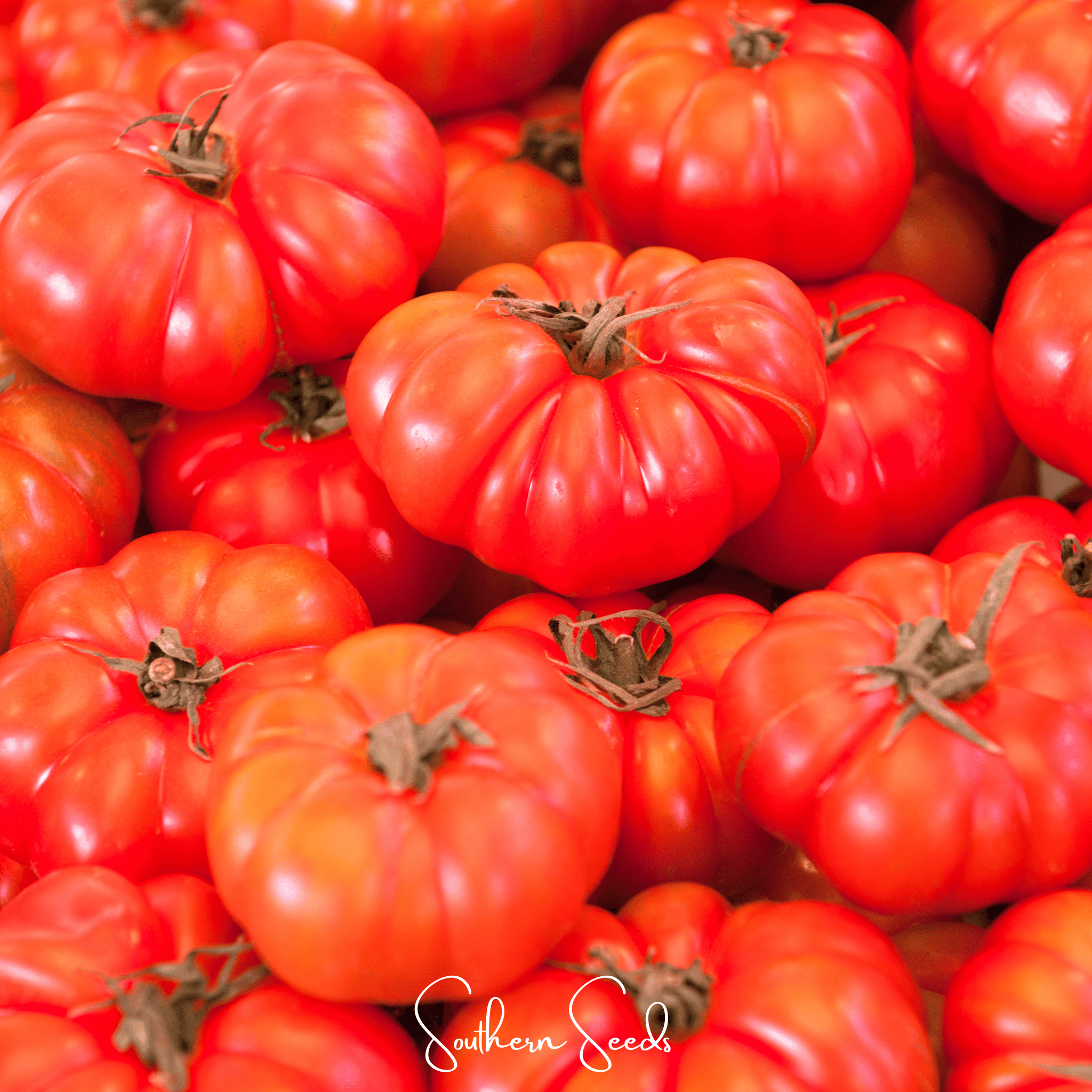 Seed Therapy | Red Brandywine Tomato –  50 Seeds